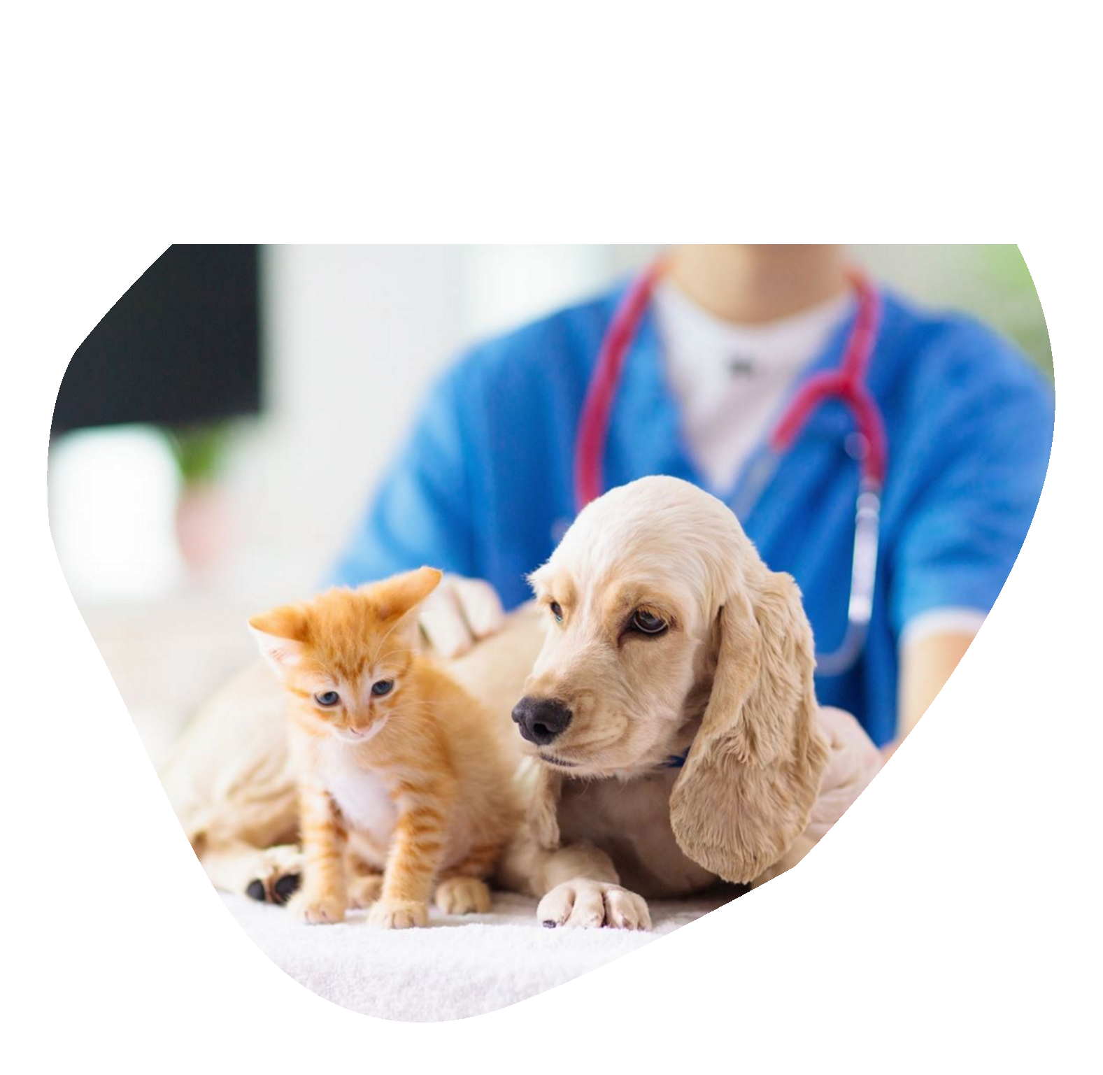 dogandcat